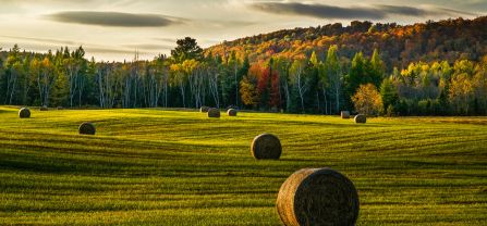 Agricultural Field