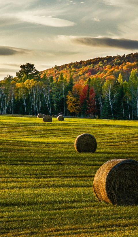 Agricultural Field
